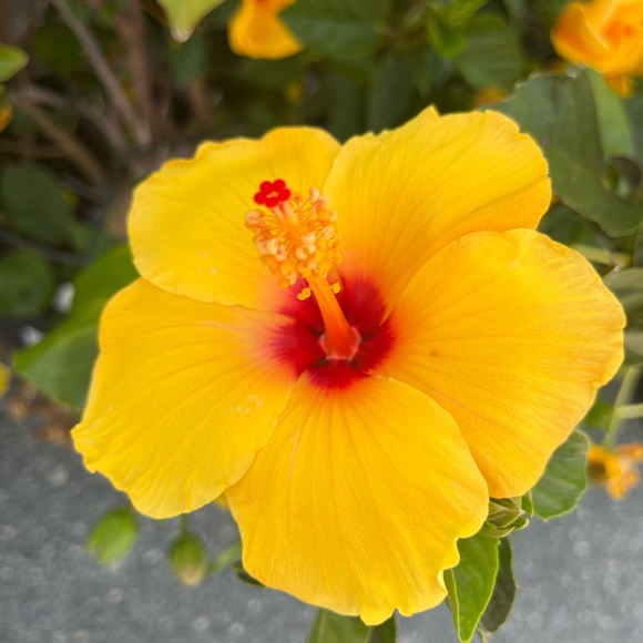 Meet your Posher, Elizabeth - Picture 4 of 15